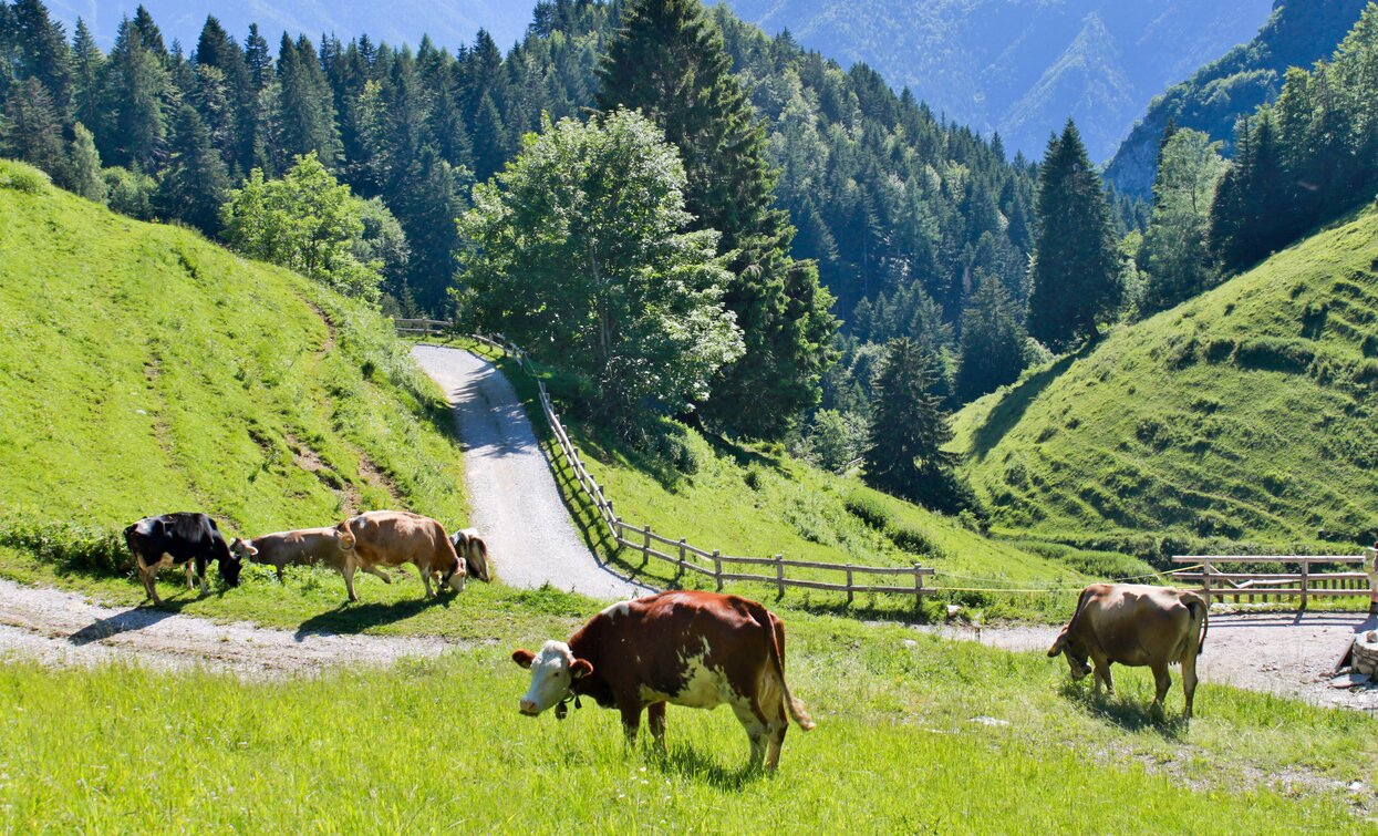 Cows grazing at Malga Trat | © Stefania Oradini, Garda Trentino