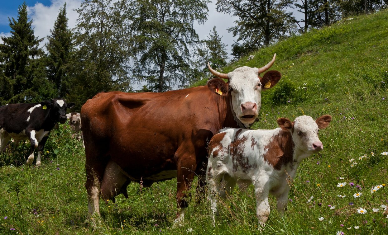 Mucche al pascolo | © Mauro Stanchina, Garda Trentino 