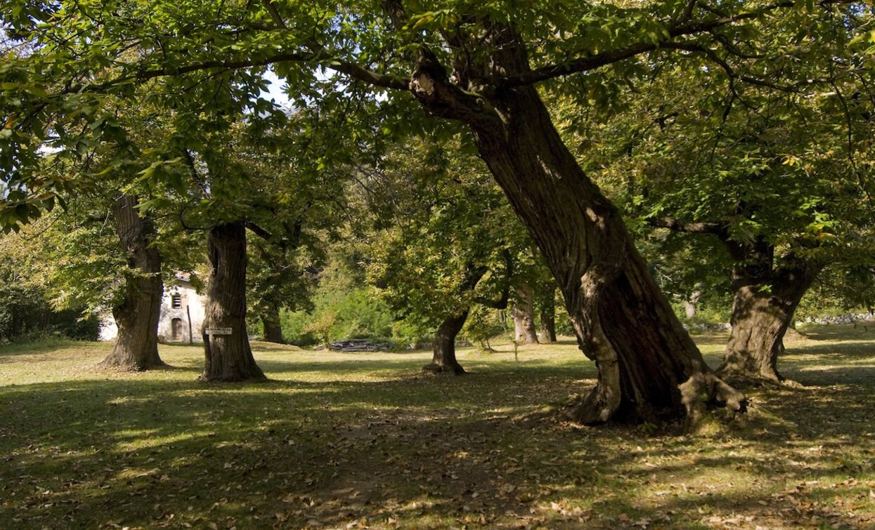 The chestnut grove in Bosco Caproni | © Archivio Garda Trentino, Garda Trentino 