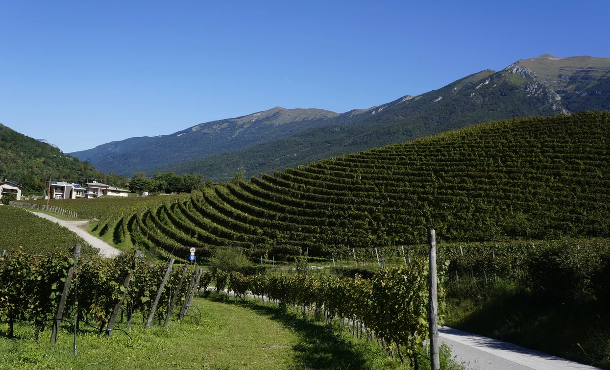 I vigneti della vallata di Drena in località Luch | © Archivio Garda Trentino (ph. Marco Giacomello), Garda Trentino 