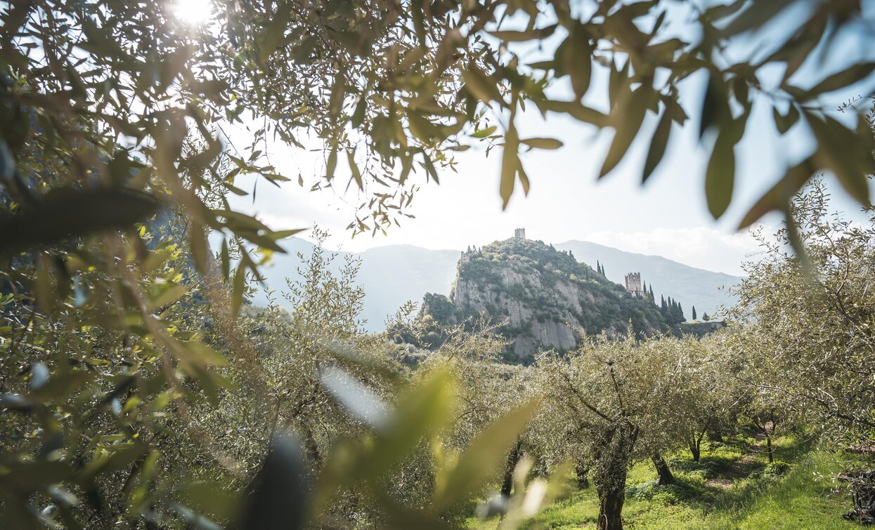 View of the Arco castle among the olive trees | © Archivio Garda Trentino (ph. Watchsome), Garda Trentino  View of the Arco castle among the olive trees | © Archivio Garda Trentino (ph. Watchsome), Garda Trentino