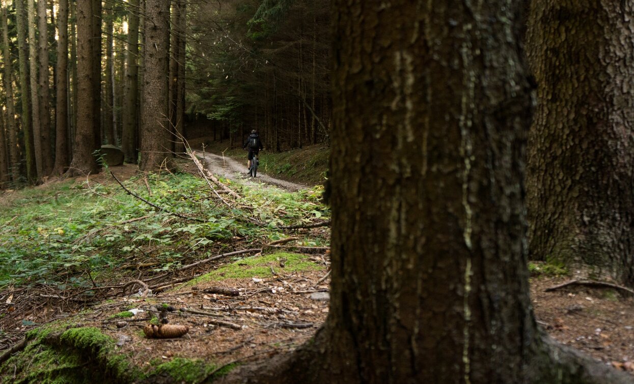 The forest on the road to Carobbi | © Archivio Garda Trentino (ph. Marco Giacomello), North Lake Garda Trentino The forest on the road to Carobbi | © Archivio Garda Trentino (ph. Marco Giacomello), North Lake Garda Trentino