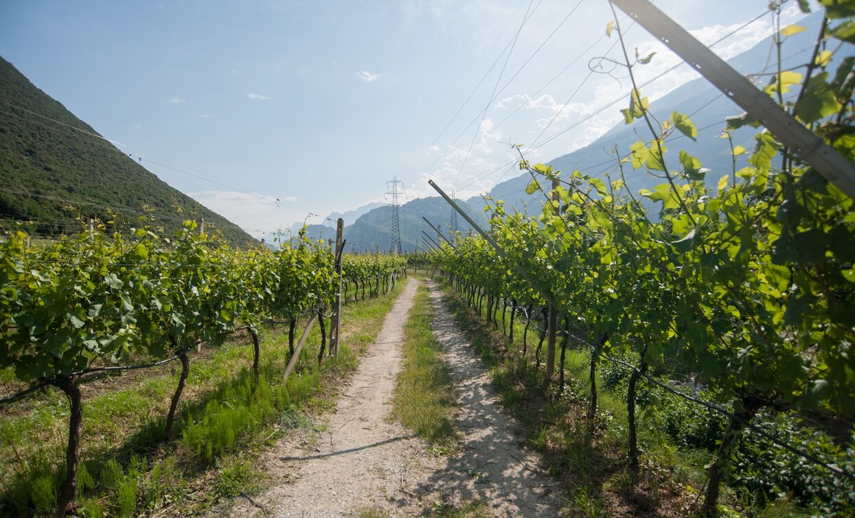 Tra i vigneti della Valle del Sarca | © Archivio APT Garda Trentino, Garda Trentino 