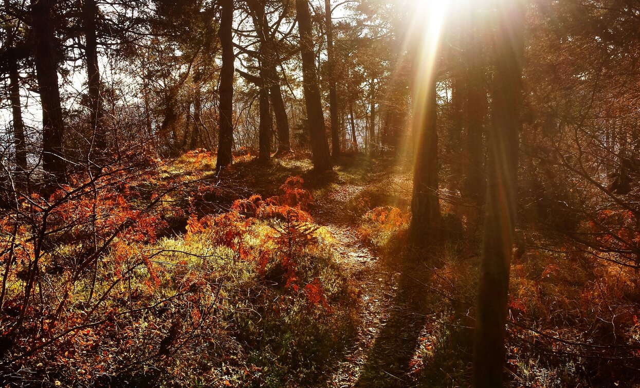 Im Wald auf dem Monte Calino | © Archivio Garda Trentino (Ph. Angelo Seneci), Garda Trentino 