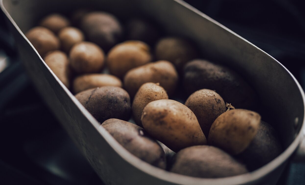 Una pedalla di patate Montagnine | © G. Tolli, Garda Trentino 