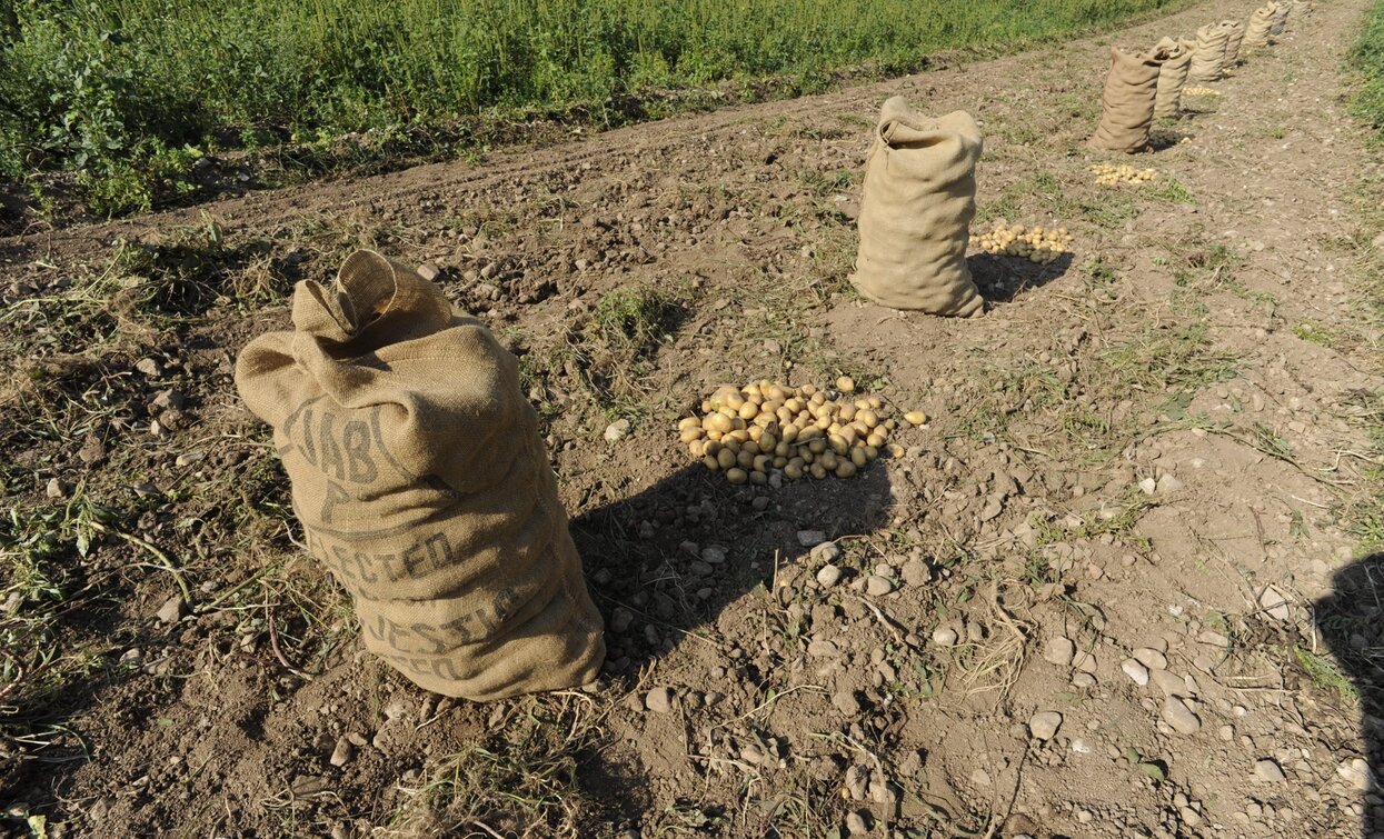 La raccolta delle patate | © Staff Outdoor Garda Trentino VN, Garda Trentino 