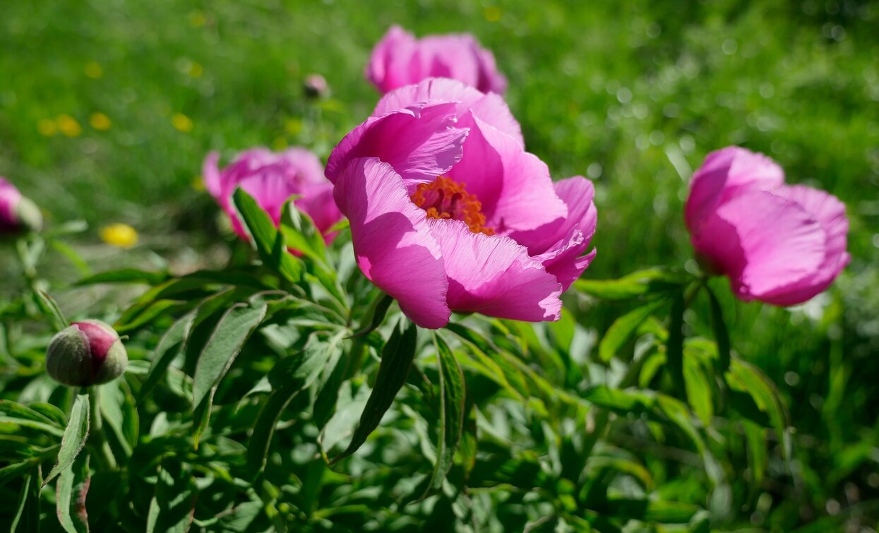 Peony in Dromaè | © Roberto Vuilleumier, Garda Trentino 