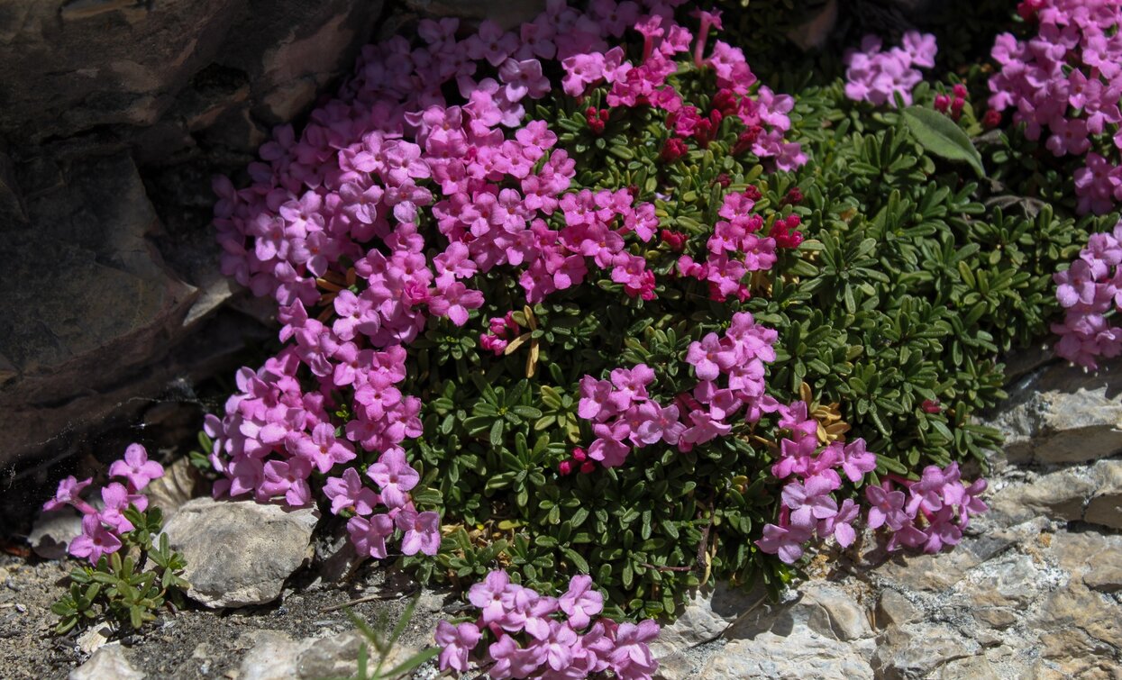 Daphne Petrea | © Stefania Oradini, Garda Trentino 