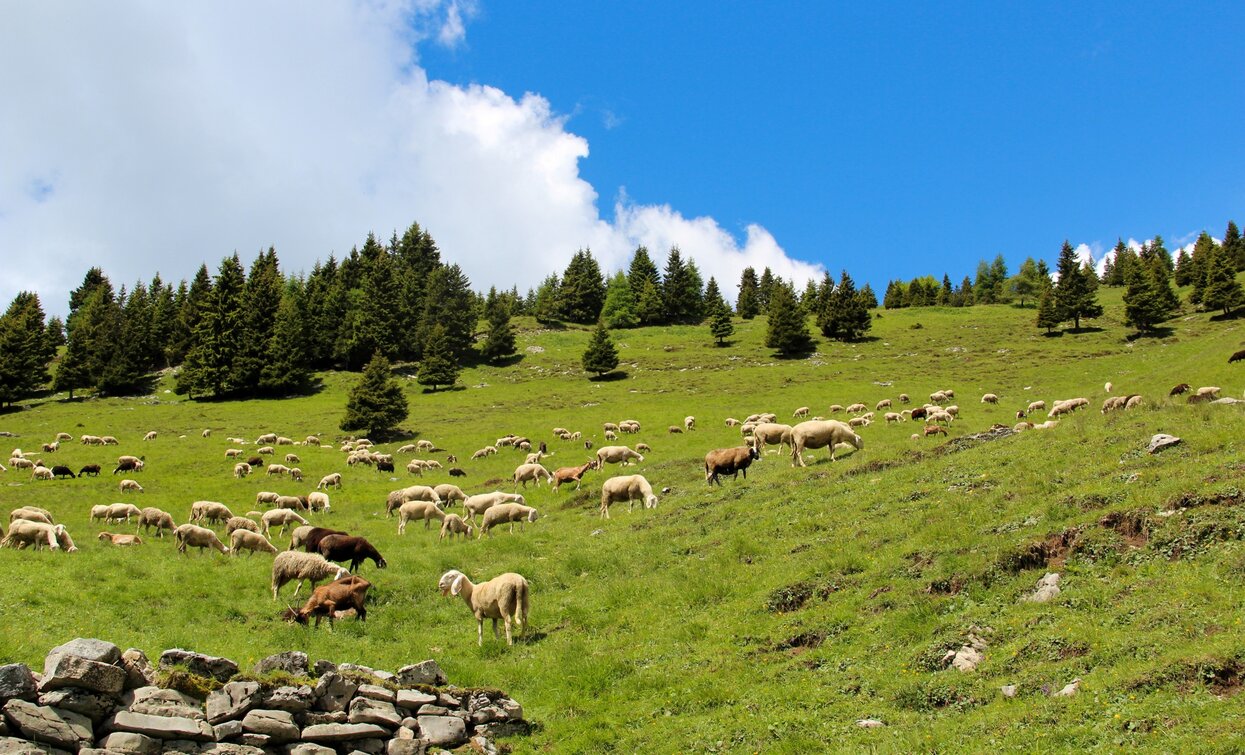 Prati sotto Cima Avez | © Natalia Pellegrini, Garda Trentino 