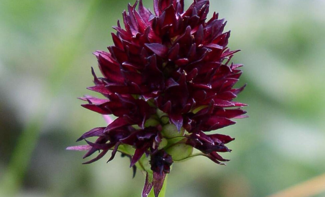 Nigritella Nigra | © MUSE, Garda Trentino 