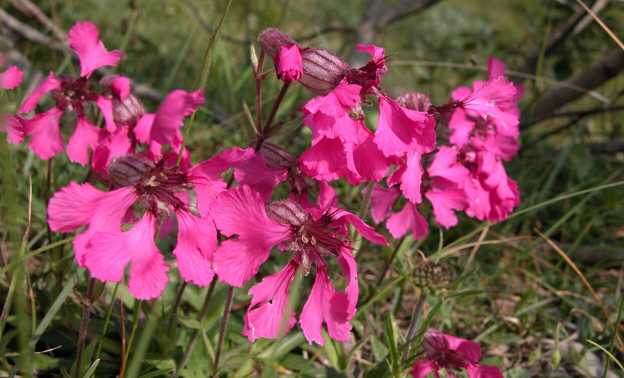 Silene Elisabethae | © MUSE, Garda Trentino 