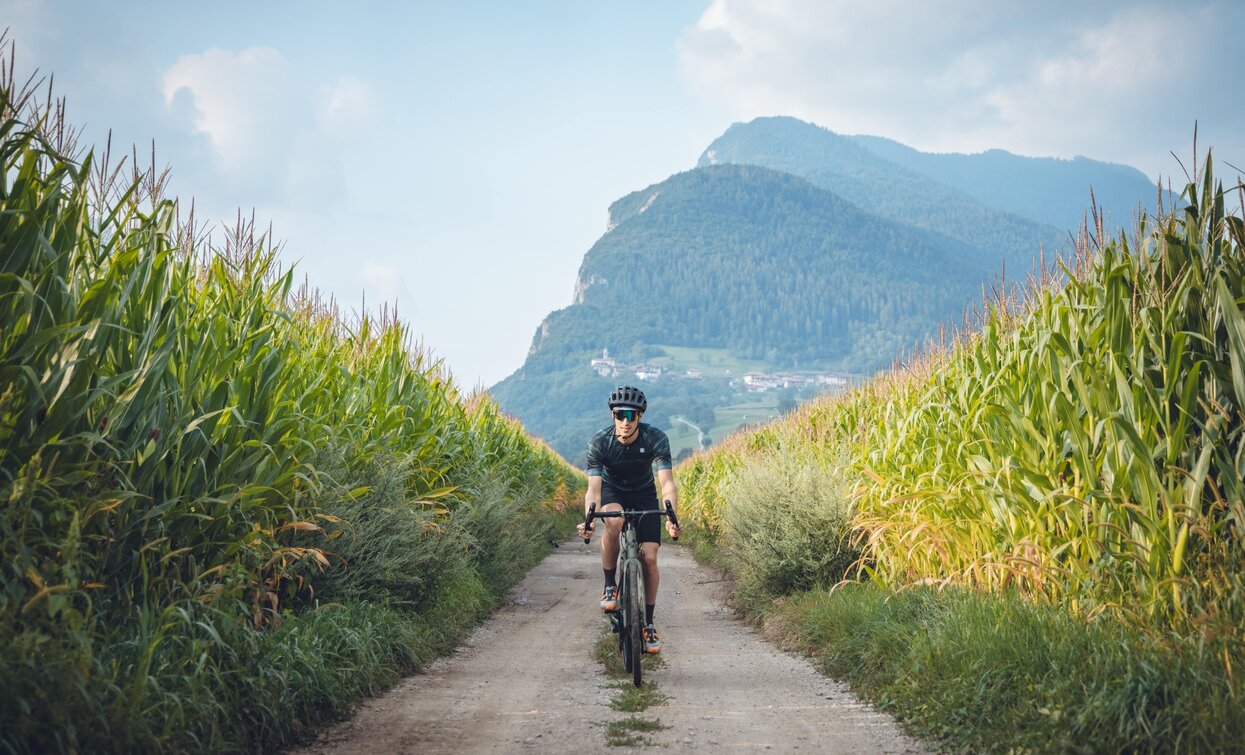 With the gravel bike through the cornfields | © Archivio Garda Trentino (ph. Tommaso Prugnola), Garda Trentino With the gravel bike through the cornfields | © Archivio Garda Trentino (ph. Tommaso Prugnola), Garda Trentino