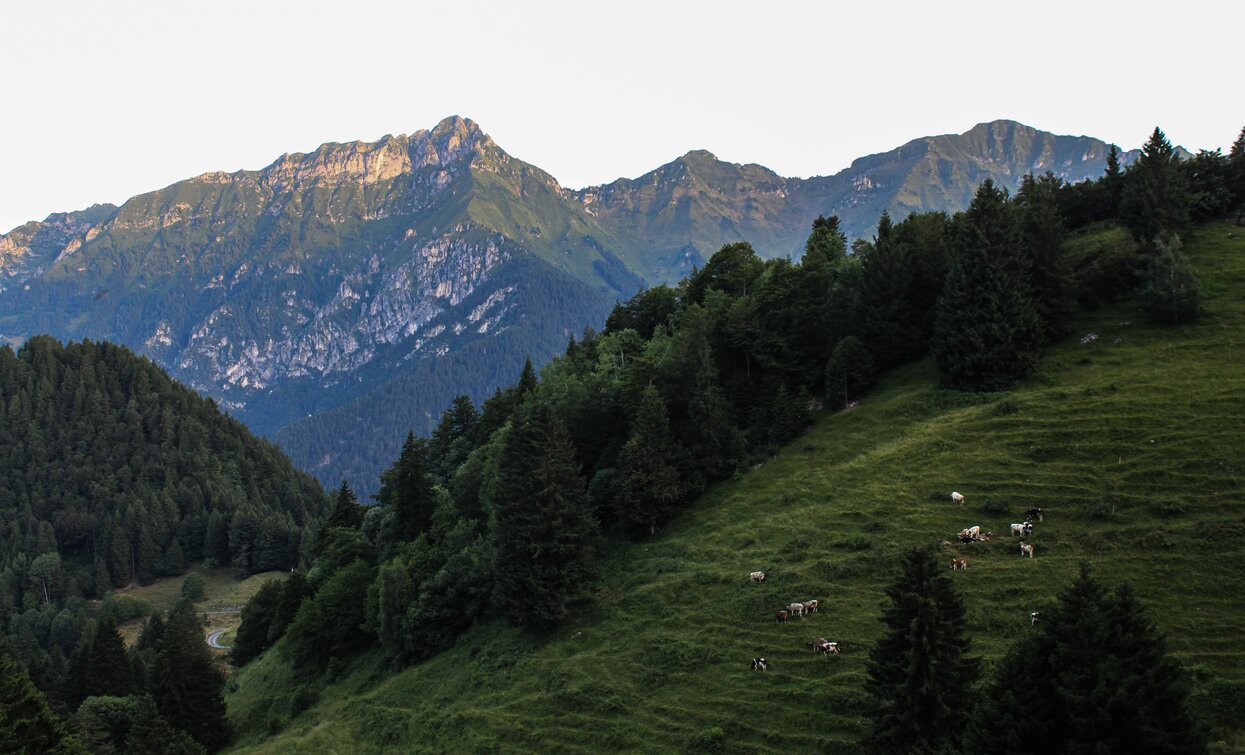 Pascoli di Malga Trat | © Staff Outdoor Garda Trentino AC, Garda Trentino 