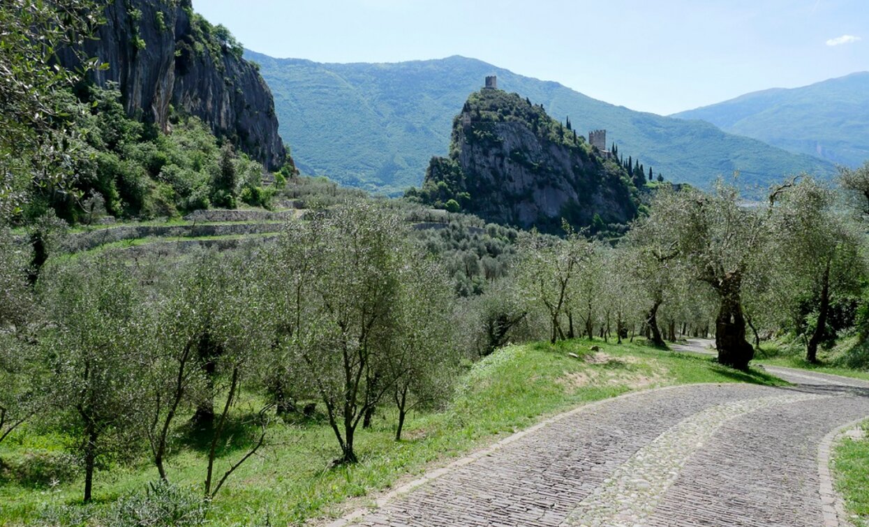 The Castle of Arco and the olive groves | © Archivio Garda Trentino, Garda Trentino 