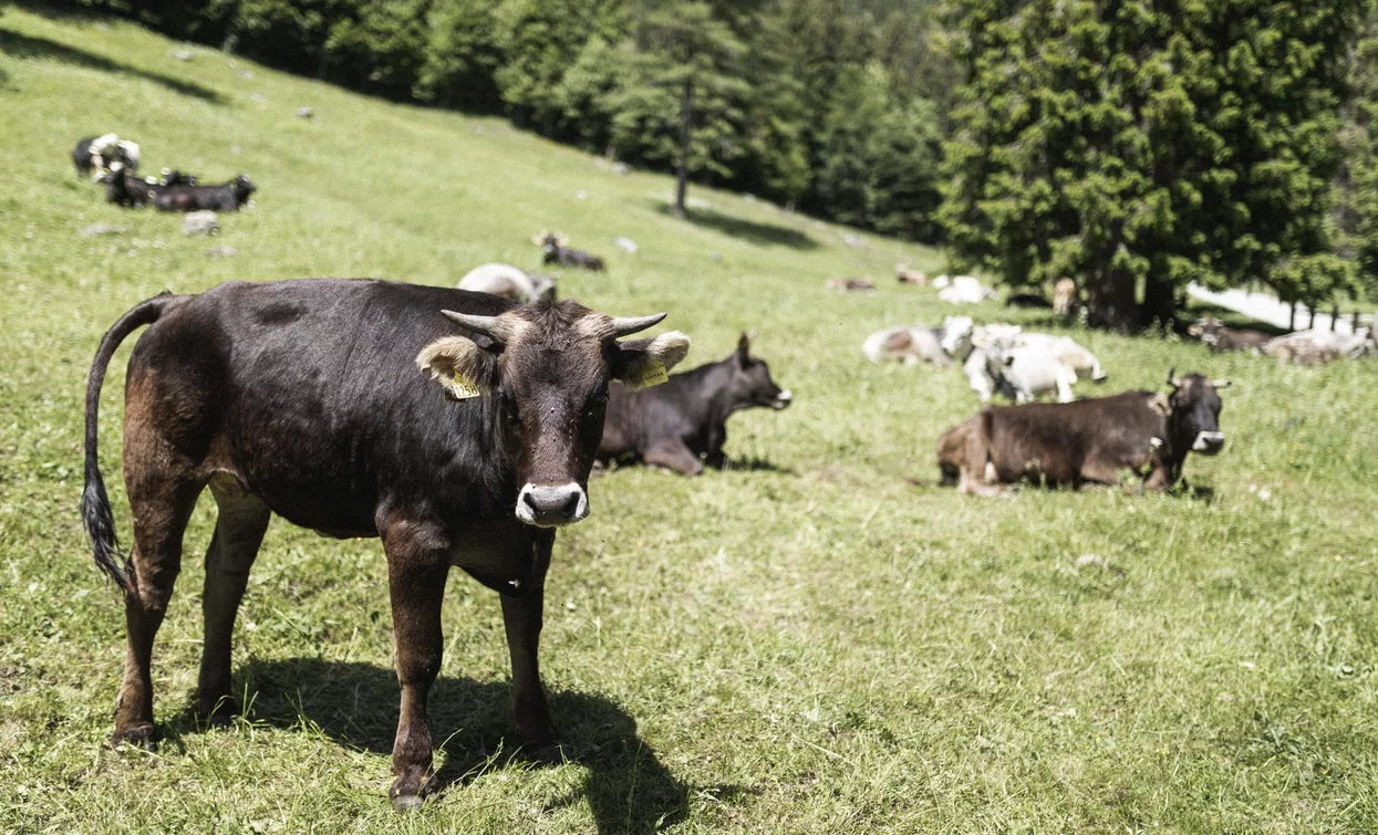 The pastures near Malga Nambi | © Archivio Garda Trentino (ph. Watchsome), Garda Trentino 