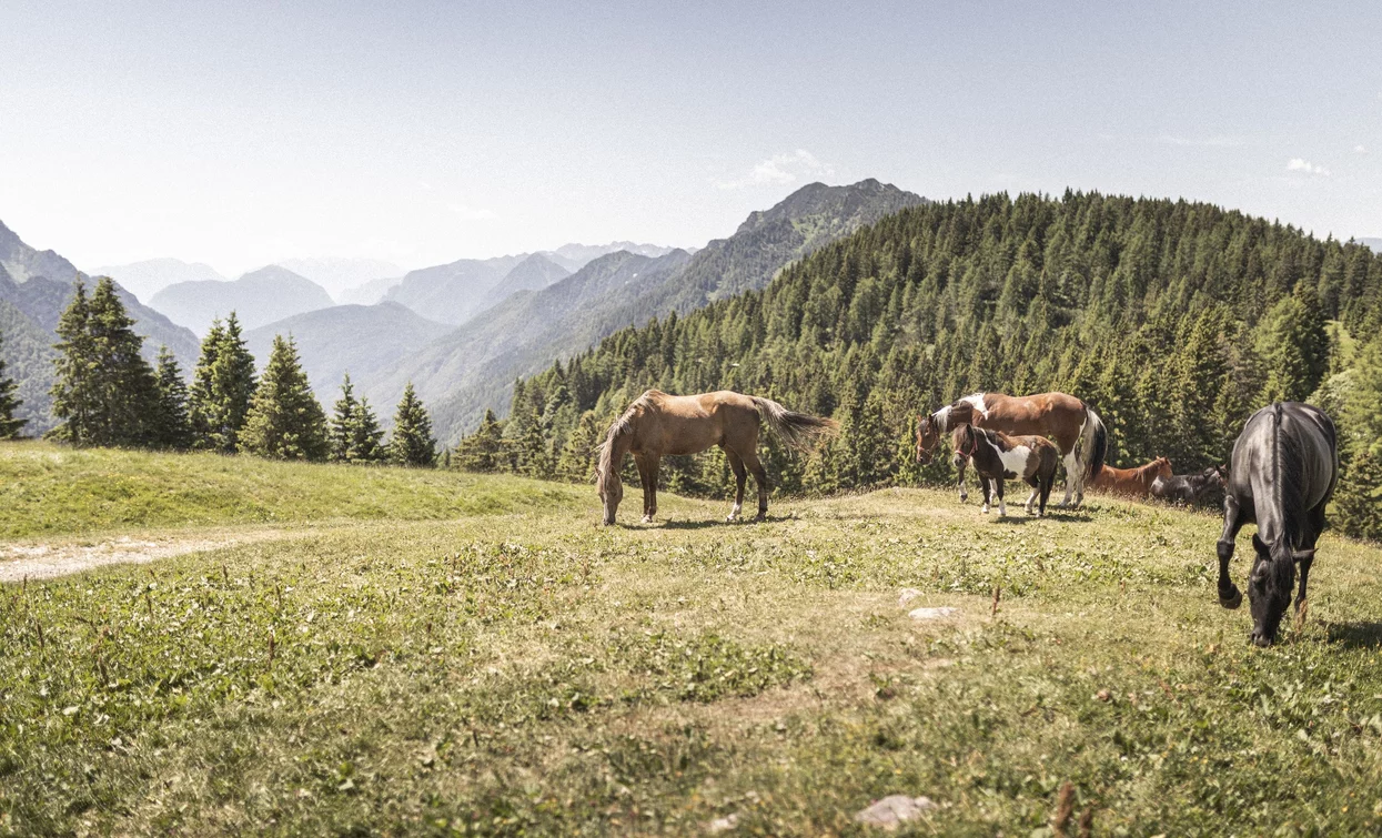 Meadows round Malga Movlina | © Archivio Garda Trentino (ph. Watchsome), Garda Trentino 