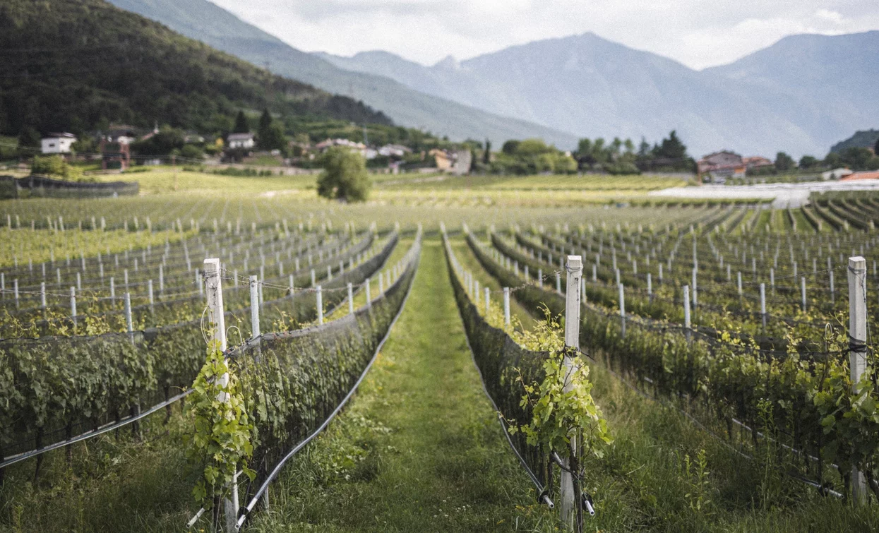 Coltivi della Nosiola | © Archivio Garda Trentino (ph. Watchsome), Garda Trentino 