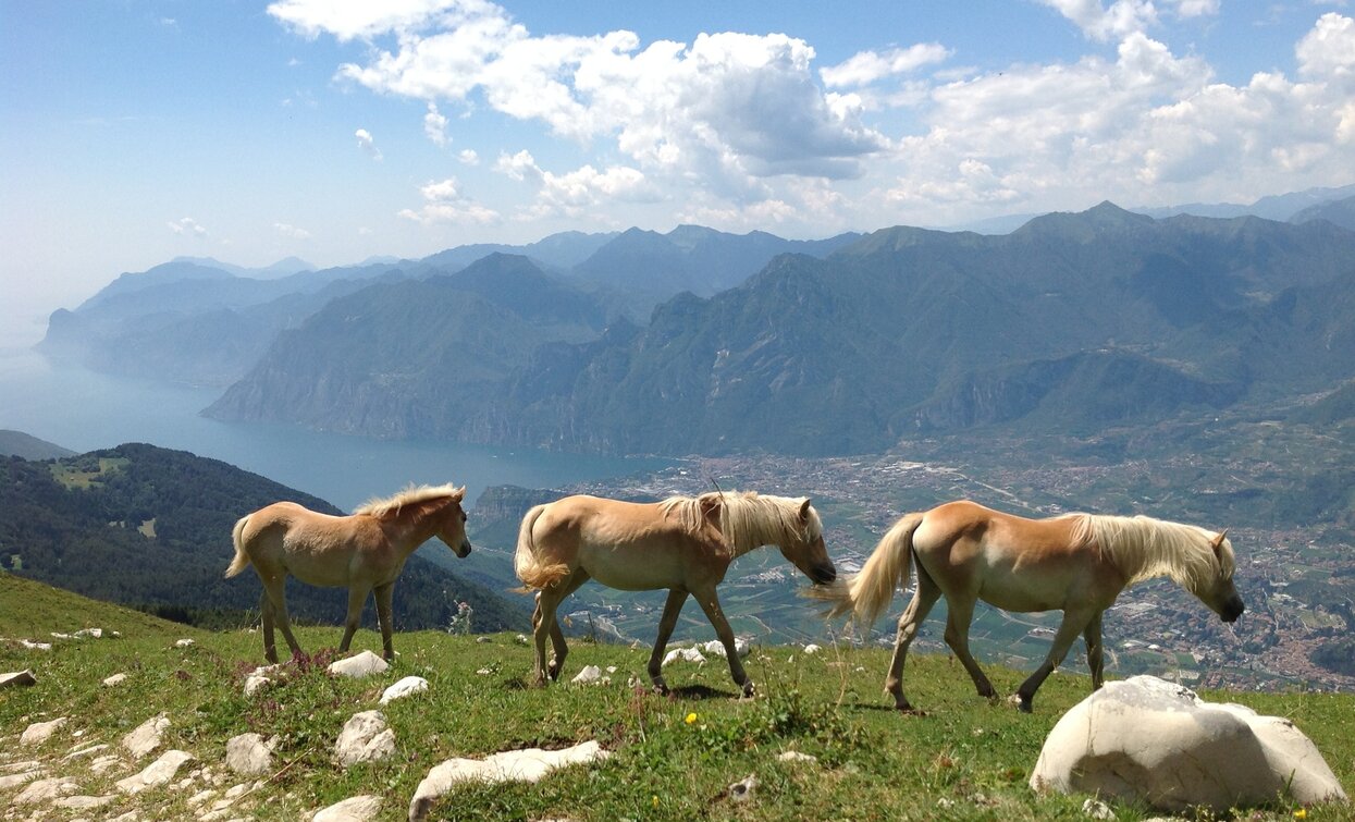 Monte Stivo - Cavalli | © Archivio APT Garda Trentino, Garda Trentino 