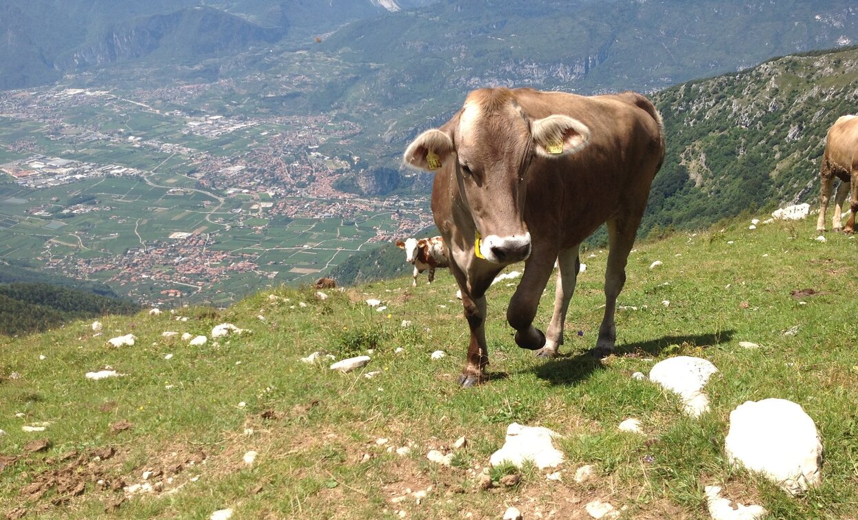 Cows at Malga Stivo | © Archivio Garda Trentino, Garda Trentino 