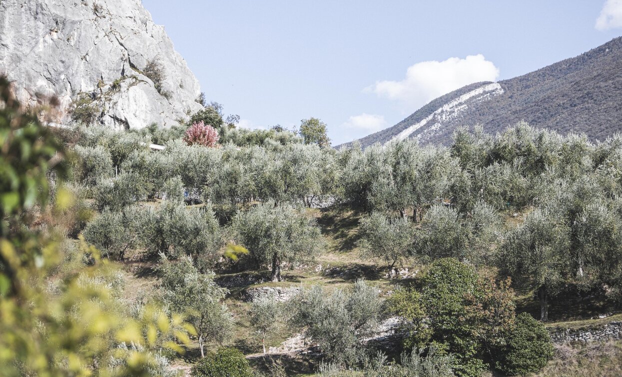 Olive groves near Arco | © Archivio Garda Trentino (ph. Watchsome), Garda Trentino 