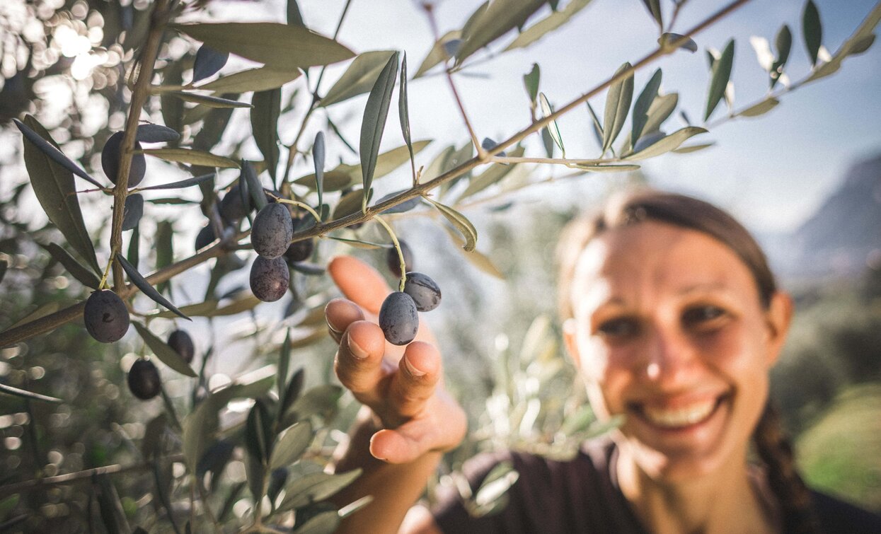 Olive matura | © Archivio Garda Trentino (ph. Tommaso Prugnola), Garda Trentino 