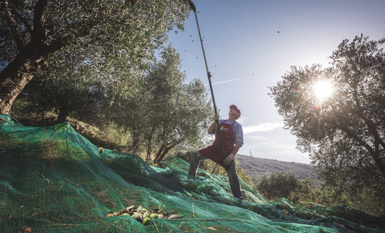 Raccolta delle olive | © Archivio Garda Trentino (ph. Tommaso Prugnola), Garda Trentino 