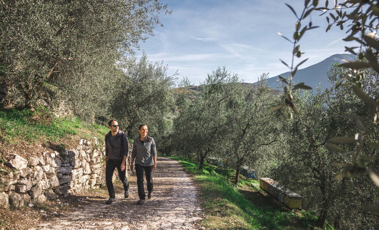 Passeggiando in olivaia | © Archivio Garda Trentino (ph. Tommaso Prugnola), Garda Trentino 