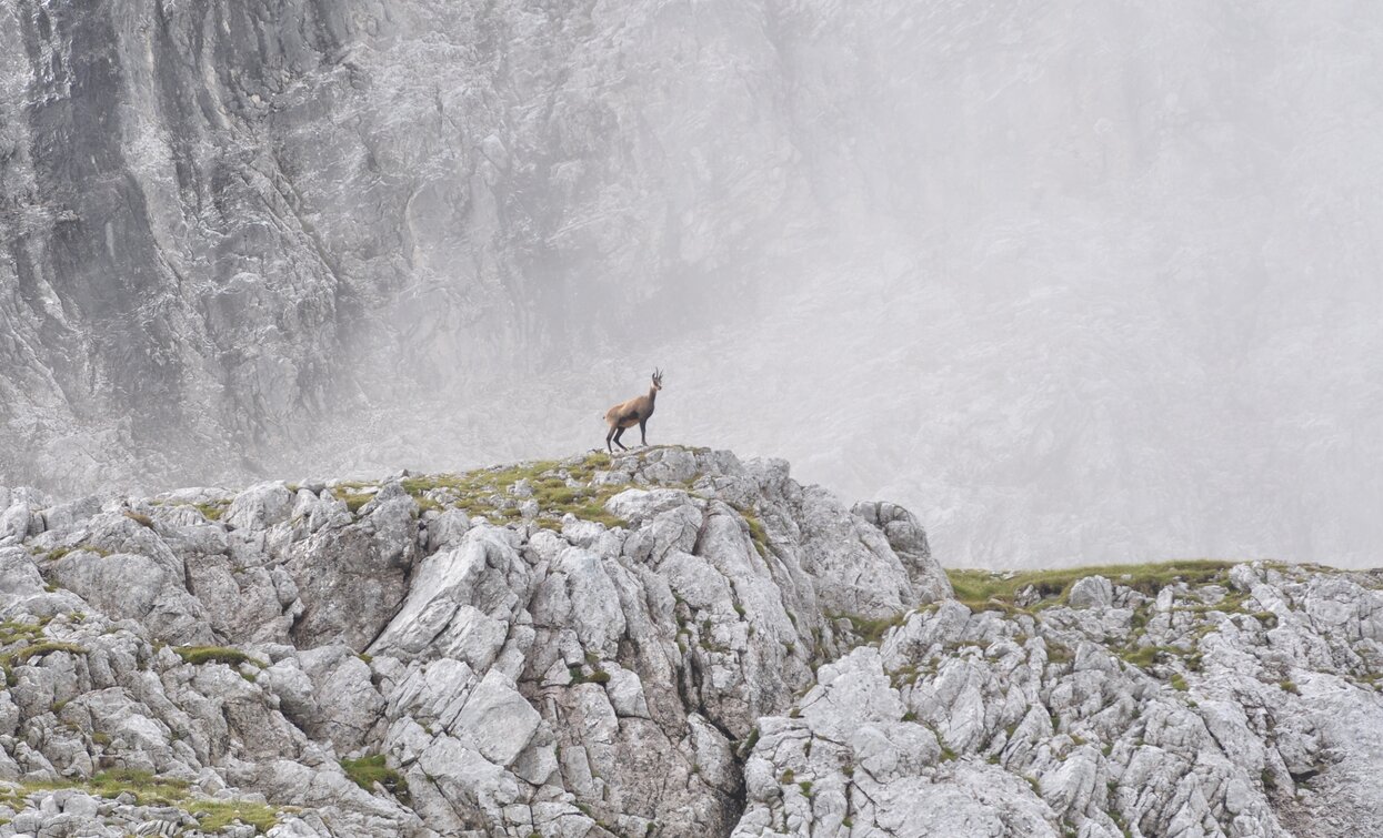 Camoscio | © Associazione Giovane Judicaria, North Lake Garda Trentino 