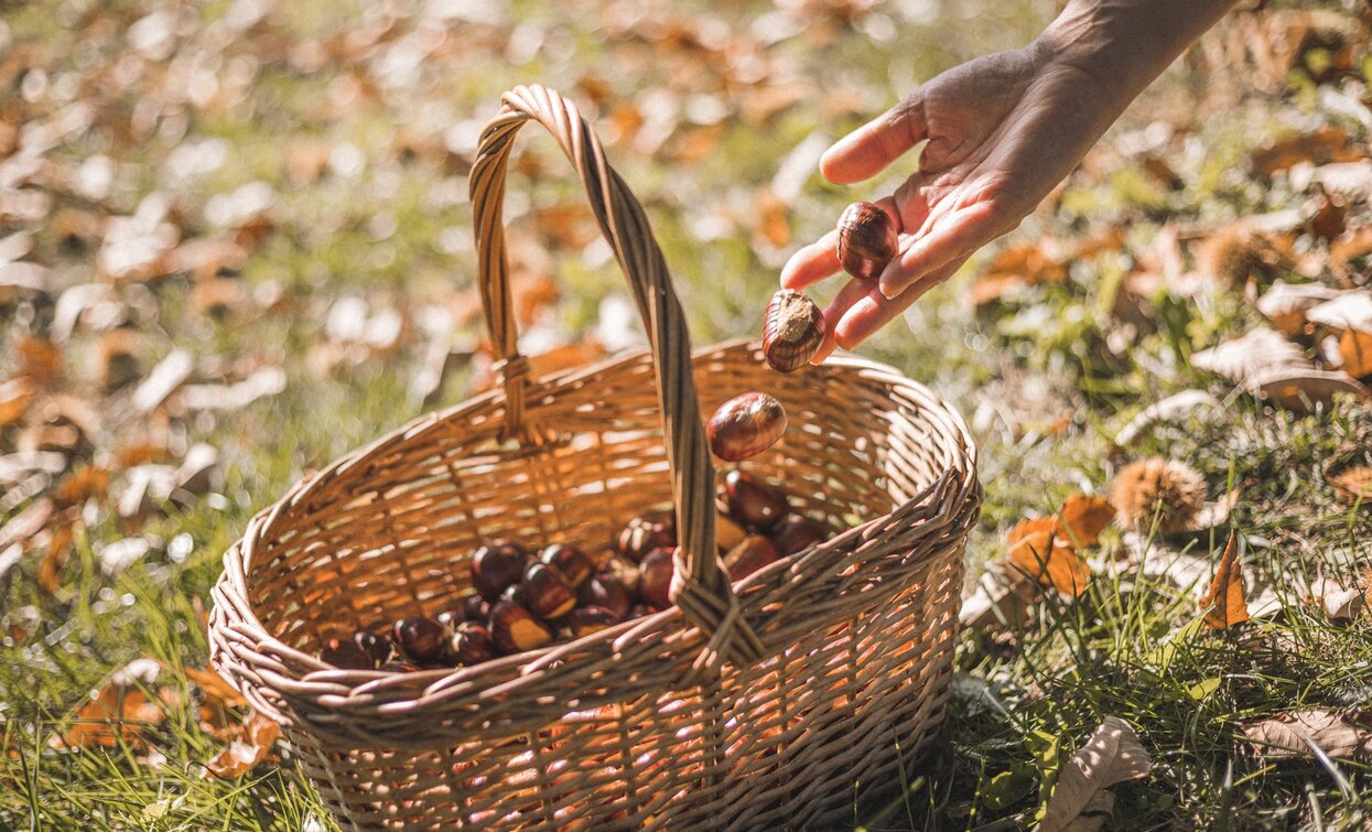 Basket Chestnuts - Garda Lake