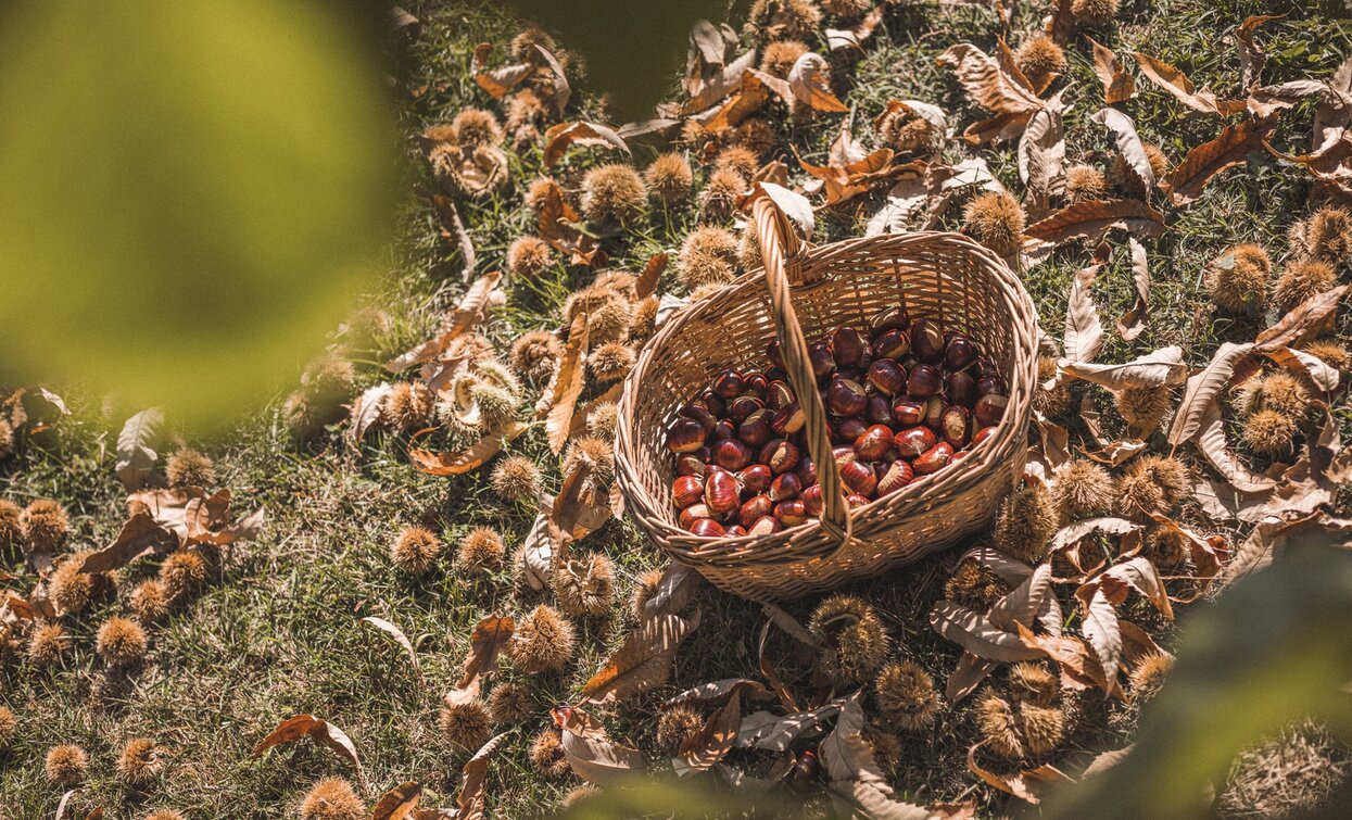 Basket Chestnuts- Garda Lake