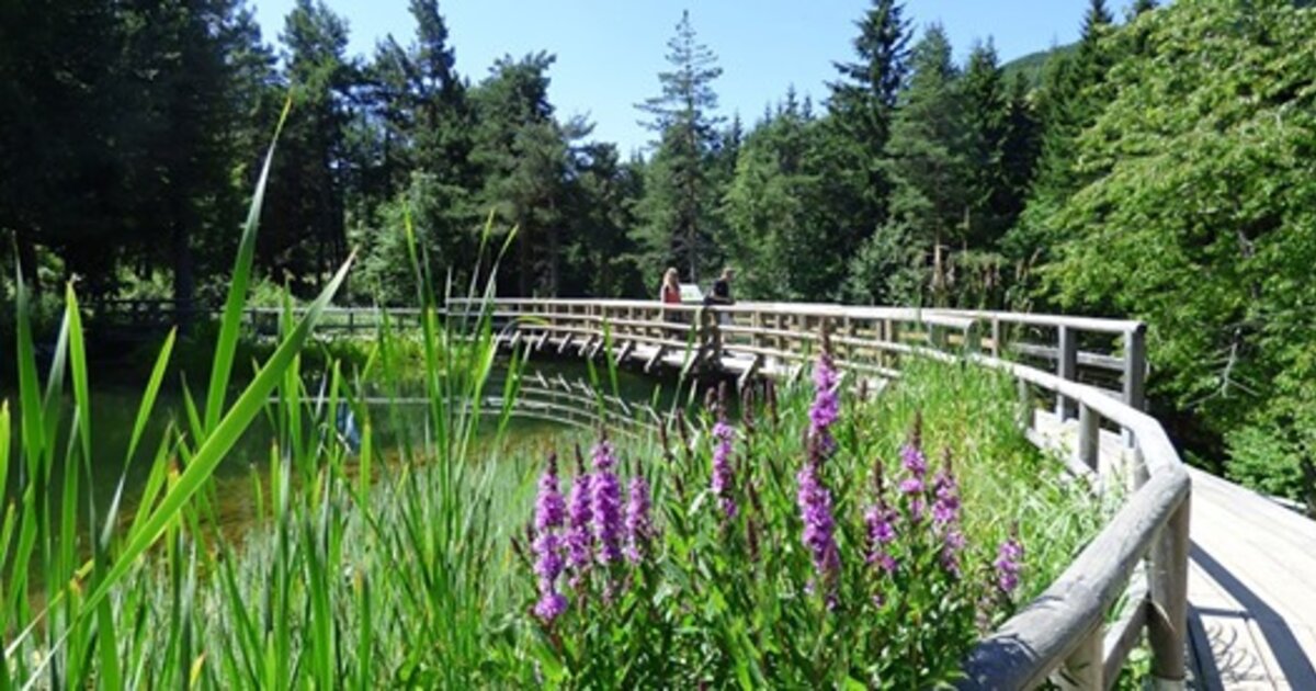 Giardino Botanico Alpino, Viote di Monte Bondone • Garda Trentino